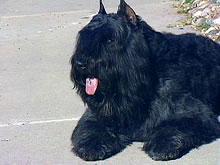 https://images.dog.ceo/breeds/bouvier/n02106382_865.jpg