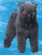 https://images.dog.ceo/breeds/bouvier/n02106382_886.jpg