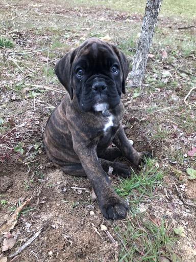 https://images.dog.ceo/breeds/boxer/IMG_0002.jpg