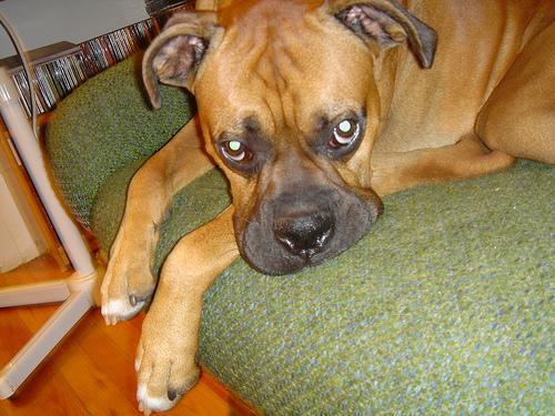 https://images.dog.ceo/breeds/boxer/n02108089_1.jpg