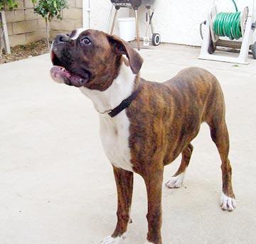 https://images.dog.ceo/breeds/boxer/n02108089_1003.jpg