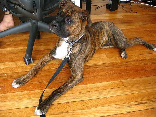 https://images.dog.ceo/breeds/boxer/n02108089_10229.jpg