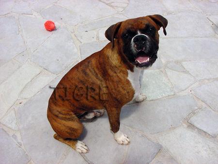 https://images.dog.ceo/breeds/boxer/n02108089_1031.jpg