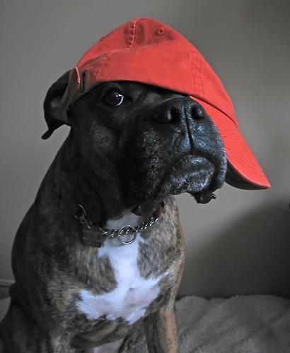 https://images.dog.ceo/breeds/boxer/n02108089_10774.jpg