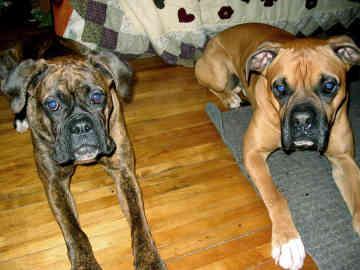 https://images.dog.ceo/breeds/boxer/n02108089_10939.jpg