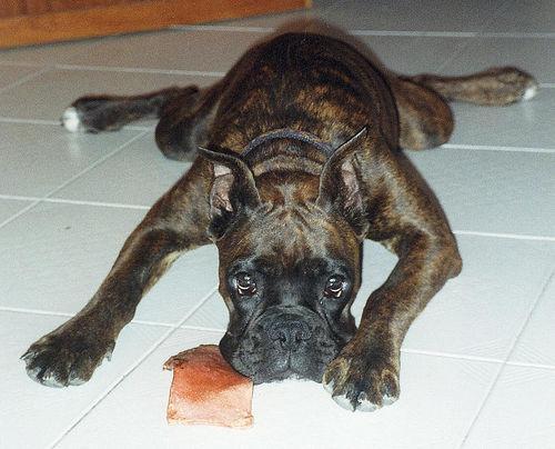 https://images.dog.ceo/breeds/boxer/n02108089_11001.jpg