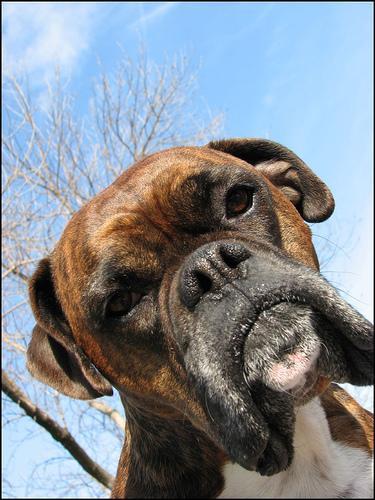 https://images.dog.ceo/breeds/boxer/n02108089_11122.jpg