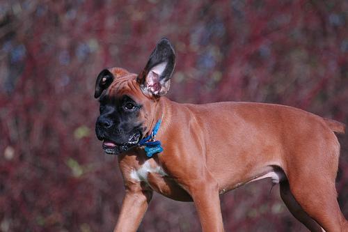 https://images.dog.ceo/breeds/boxer/n02108089_1159.jpg