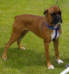 https://images.dog.ceo/breeds/boxer/n02108089_11875.jpg