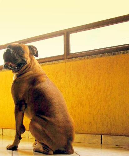 https://images.dog.ceo/breeds/boxer/n02108089_125.jpg