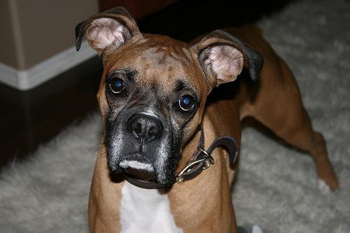 https://images.dog.ceo/breeds/boxer/n02108089_12739.jpg