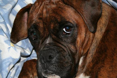 https://images.dog.ceo/breeds/boxer/n02108089_13340.jpg