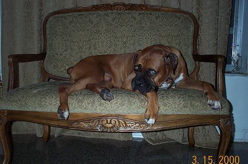 https://images.dog.ceo/breeds/boxer/n02108089_13526.jpg