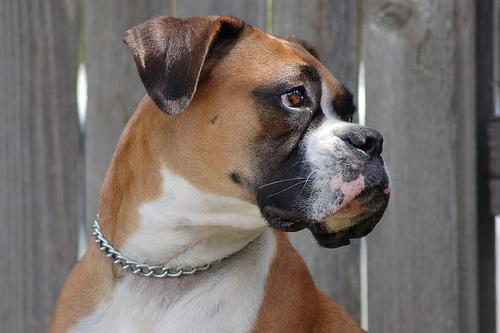 https://images.dog.ceo/breeds/boxer/n02108089_1355.jpg