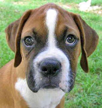 https://images.dog.ceo/breeds/boxer/n02108089_1357.jpg