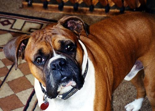 https://images.dog.ceo/breeds/boxer/n02108089_1367.jpg