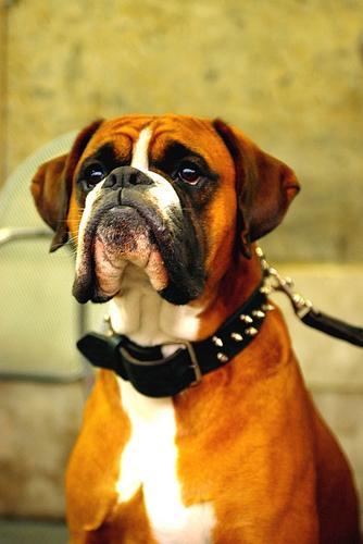 https://images.dog.ceo/breeds/boxer/n02108089_13738.jpg