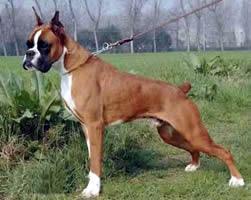 https://images.dog.ceo/breeds/boxer/n02108089_14112.jpg