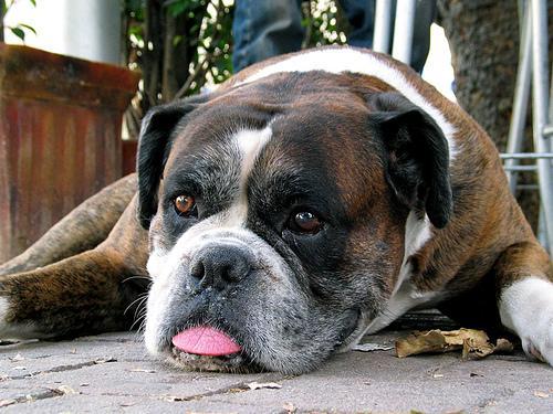 https://images.dog.ceo/breeds/boxer/n02108089_14719.jpg