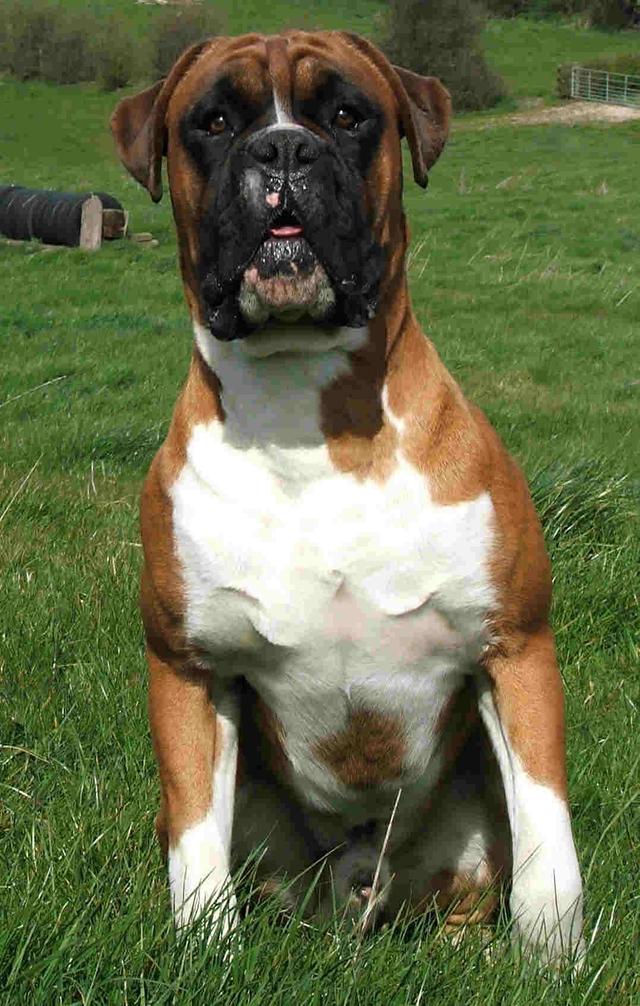 https://images.dog.ceo/breeds/boxer/n02108089_15432.jpg