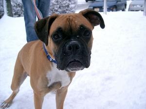 https://images.dog.ceo/breeds/boxer/n02108089_1575.jpg