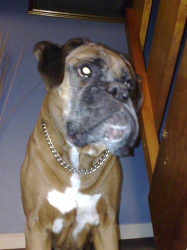 https://images.dog.ceo/breeds/boxer/n02108089_1672.jpg