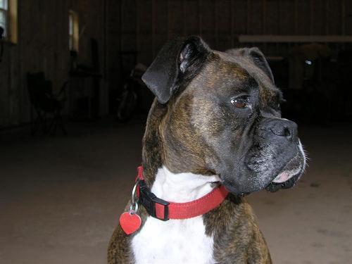 https://images.dog.ceo/breeds/boxer/n02108089_1690.jpg