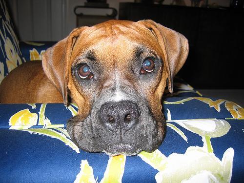 https://images.dog.ceo/breeds/boxer/n02108089_1748.jpg