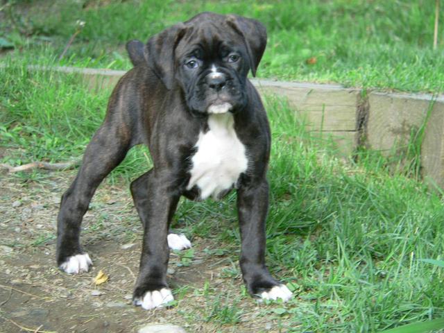 https://images.dog.ceo/breeds/boxer/n02108089_1859.jpg