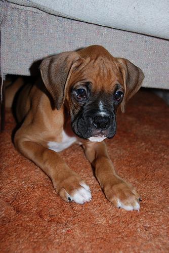 https://images.dog.ceo/breeds/boxer/n02108089_2007.jpg