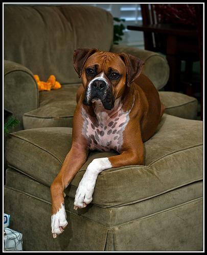 https://images.dog.ceo/breeds/boxer/n02108089_2106.jpg