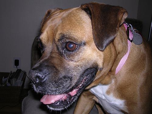 https://images.dog.ceo/breeds/boxer/n02108089_2360.jpg