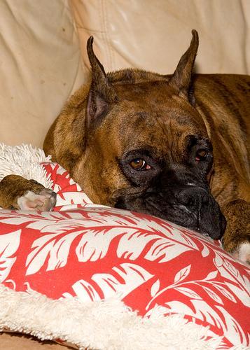 https://images.dog.ceo/breeds/boxer/n02108089_2367.jpg