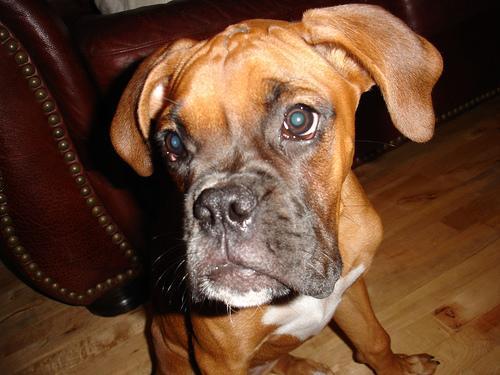 https://images.dog.ceo/breeds/boxer/n02108089_2670.jpg