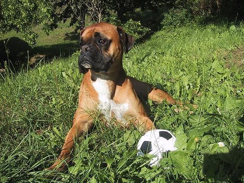 https://images.dog.ceo/breeds/boxer/n02108089_2723.jpg