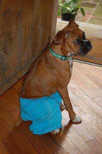 https://images.dog.ceo/breeds/boxer/n02108089_2796.jpg