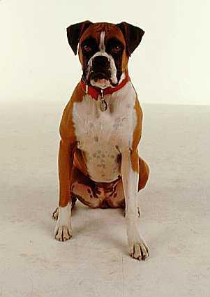 https://images.dog.ceo/breeds/boxer/n02108089_2917.jpg