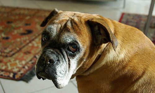 https://images.dog.ceo/breeds/boxer/n02108089_2953.jpg