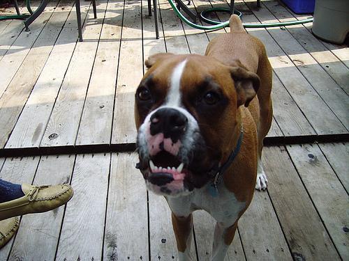 https://images.dog.ceo/breeds/boxer/n02108089_3028.jpg