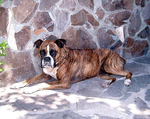 https://images.dog.ceo/breeds/boxer/n02108089_3162.jpg