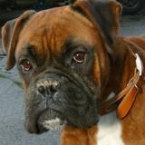 https://images.dog.ceo/breeds/boxer/n02108089_3236.jpg