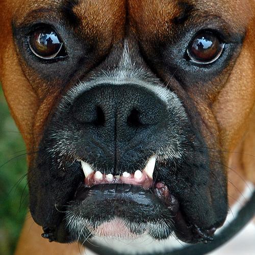 https://images.dog.ceo/breeds/boxer/n02108089_3412.jpg