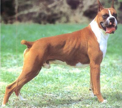 https://images.dog.ceo/breeds/boxer/n02108089_3669.jpg