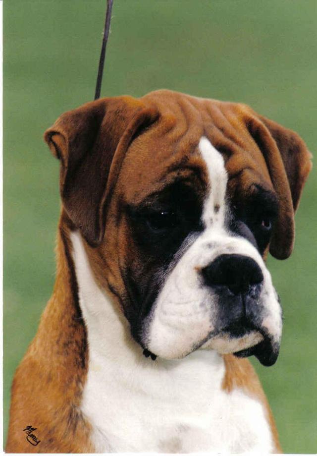 https://images.dog.ceo/breeds/boxer/n02108089_3899.jpg