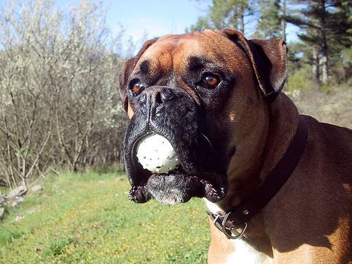 https://images.dog.ceo/breeds/boxer/n02108089_4119.jpg