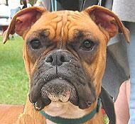 https://images.dog.ceo/breeds/boxer/n02108089_4158.jpg