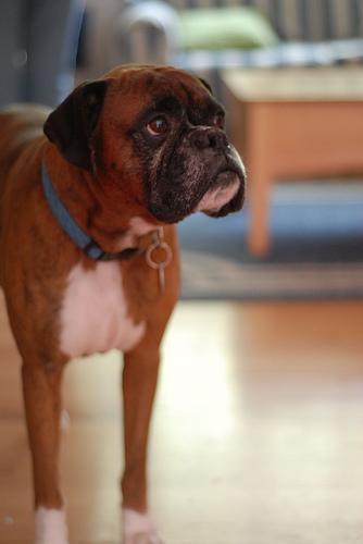 https://images.dog.ceo/breeds/boxer/n02108089_4681.jpg