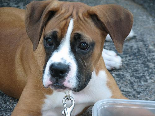 https://images.dog.ceo/breeds/boxer/n02108089_4730.jpg