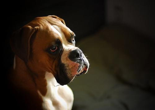 https://images.dog.ceo/breeds/boxer/n02108089_485.jpg