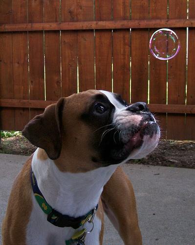 https://images.dog.ceo/breeds/boxer/n02108089_5301.jpg